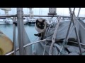 Bailey Boat Cat book trailer