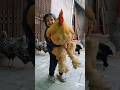 Worlds biggest chicken   chicken birds rooster