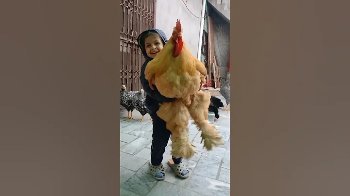 World's Biggest Chicken 🤯  #chicken #birds #rooster - DayDayNews