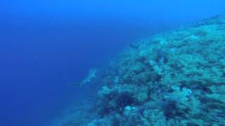 Hammerheads & Grey Reef Shark at Elphinstone 26th April 2016