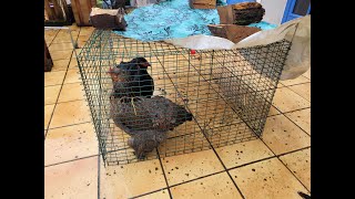 8 Signs of a Broody Hen and how to break them.  Backyard Chickens 101 by Kathy's Flog from France. 101 views 2 weeks ago 14 minutes, 5 seconds