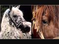 CABALLO VIEJO- SIMON DIAZ