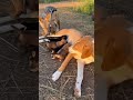 Nature's Most SHOCKING Friendship! 😱 Jackal Brings Puppy To Nursing Dog 🐕🦊