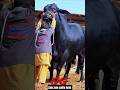 Ramadan Mubarak 🥰 #cow #animals #trending #shorts #ytshorts #reels #viral #ramadan