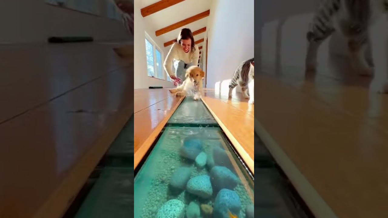 😂🐾🐟666 IQ Cat vs Dog… Epic Battle for the Best Spot 