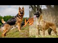 Немецкая овчарка против Малинуа. Кто же сильнее? German shepherd VS Malinois. Who is stronger?