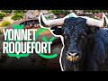 Toros de yonnet en roquefort  3 das de toros en francia parte 2