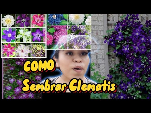 Vídeo: Como cultivar clematite sem problemas