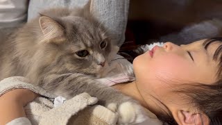 布団のように上に乗る猫 サイベリアンA cat sitting on top of you like a futon. Siberian