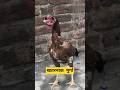 खतरनाक मुर्गा #funny #comedy #comedyvideos #trending #jokes #thetharpuns #funnyvideos #cartoon #dog