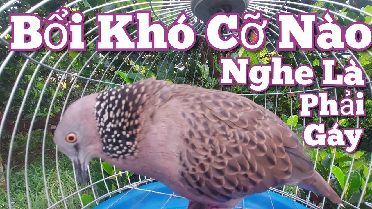 Chim cu gáy / Tiếng cu gáy Sấm Đồng gáy [Thúc Gù Gọi] trị bổi khó cỡ nào nghe là phải gáy  #cugáy653