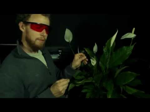 Chlorophyllfluoreszenz: Das Leuchten der Pflanzen