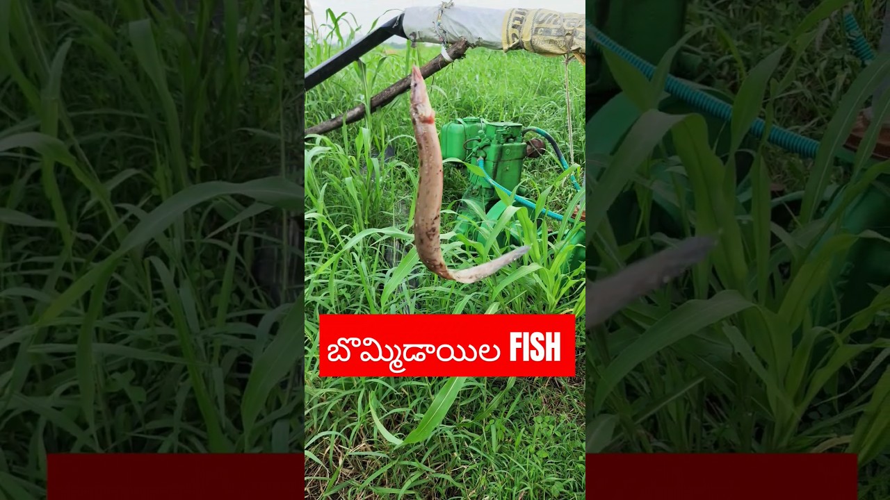 Bommidala Fish 