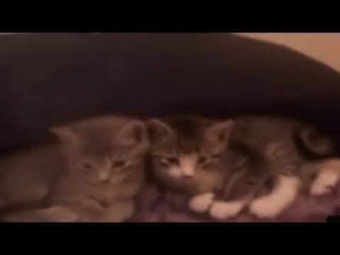 1 boy 2 kittens