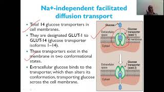 TRANSPORT OF GLUCOSE INTO THE CELLS