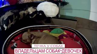 Течка у собаки.(Estrus in the ) Течка у собаки.(Estrus in the )