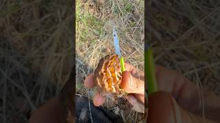 Best day yet finding morels! 🍄 #morels #mushrooms #fyp #viral #subscribe #forager