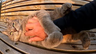 A fat gray cat lies on a bench and is touched by a human