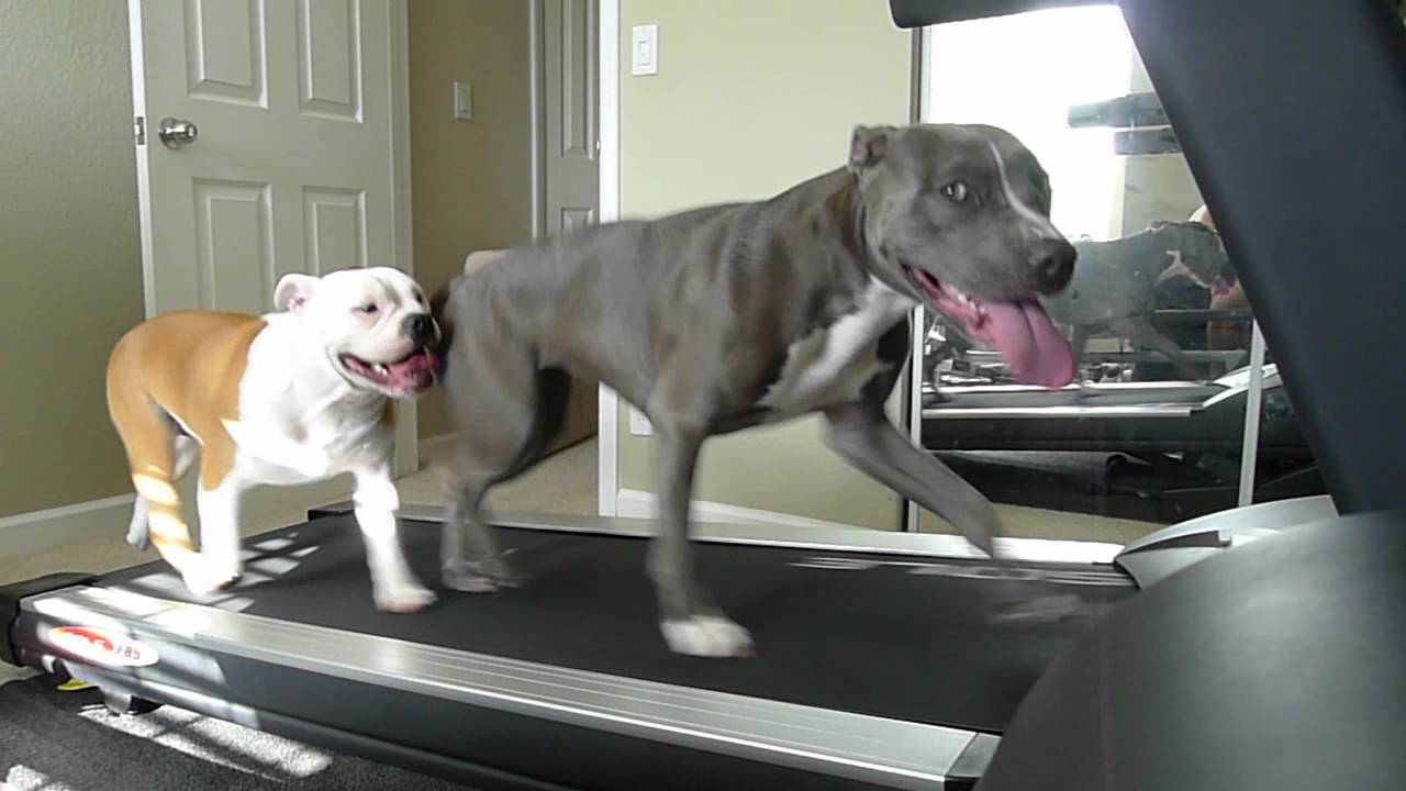 Dogs Walking on Treadmill Boo (pitbull) and Rascal ...