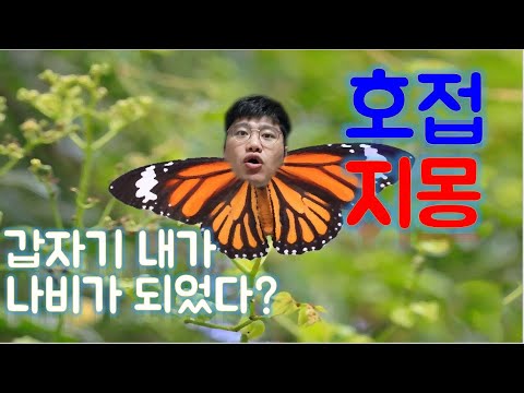 춘추전국시대 고사성어: 호접지몽(胡蝶之夢)