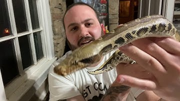 Episode 19: Attempting to explain the “short tail complex” in a way that won’t confuse you more