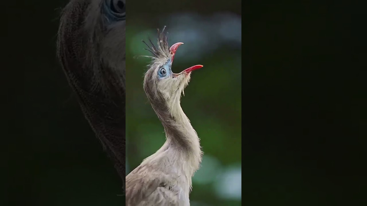 Horned Screamer bird 😍what a beauty 