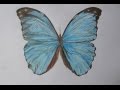 Drawing blue butterfly with color pencils