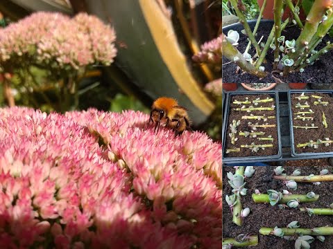 Video: Sedum Caustic (41 Fotos): Beskrivelse Af Sedumplanten, Plantning Og Pleje, Brugen Af en Gul Blomst I Landskabsdesign