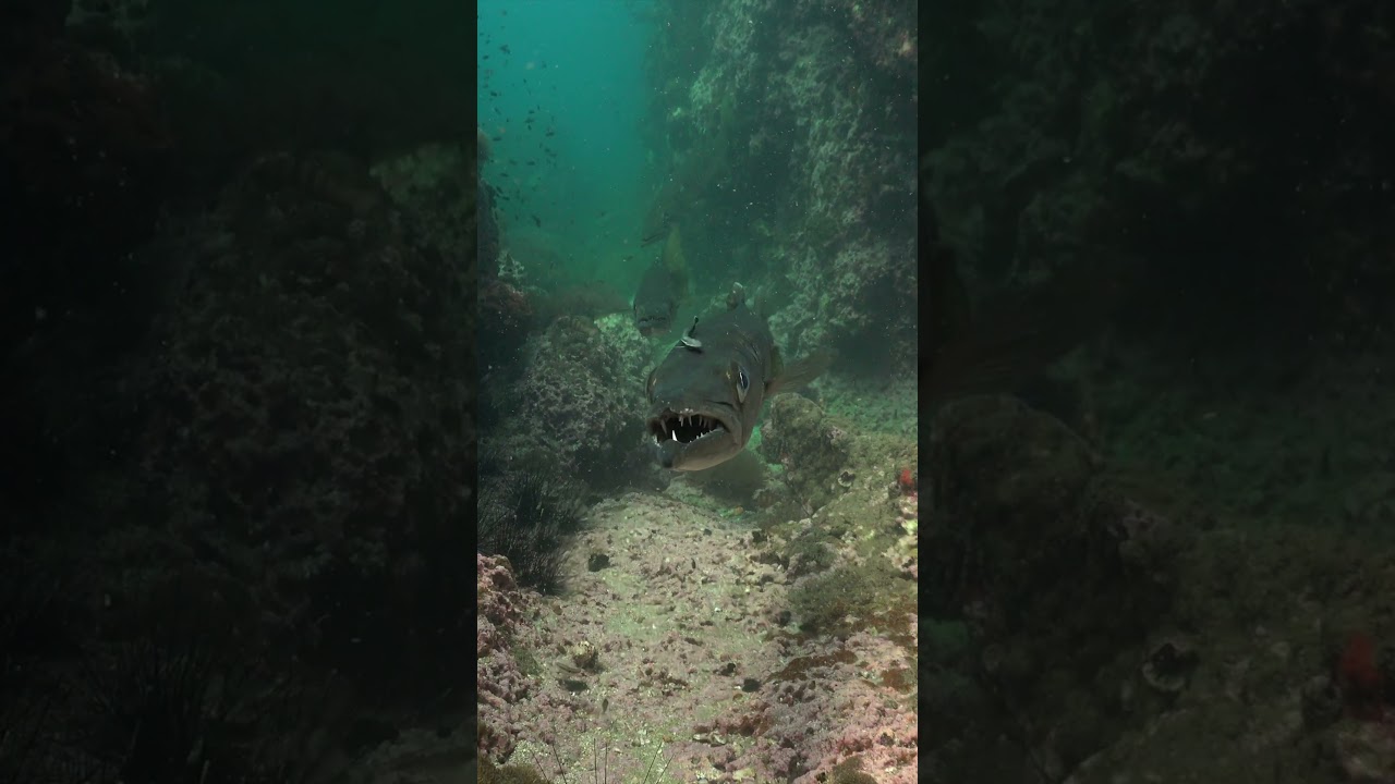 Barracuda Teeth Up Close 😳🦷 