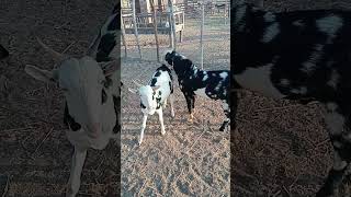 tedy breder meating time#goat #whitegoat #beautifullgoats #animals #farming #beetalgoat #sheepshaver