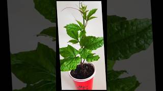 Your Uk Ugu Harvest Starts With This Choice