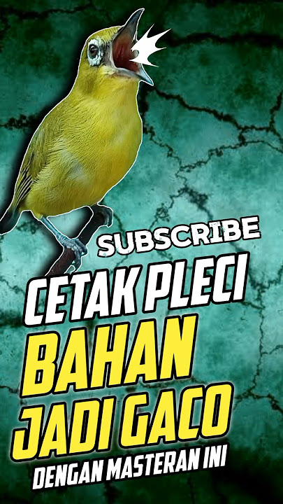 MASTERAN PLECI BAHAN SUPAYA NEMBAK BUKA PARUH DAN JUARA #masteranpleci