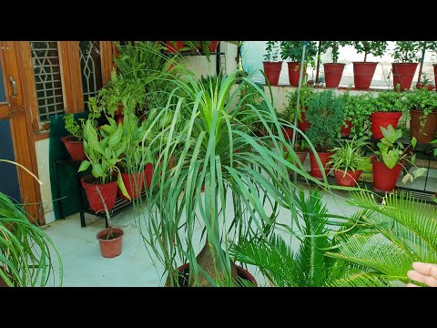 Video: Nolina, Groeiend En Verzorgend Voor De Plant