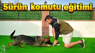 KÖPEKLERDE SÜRÜNME EĞİTMİ🐶😍