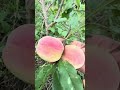 初めて桃🍑が実りました👍㊗️