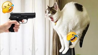 The FUNNIEST Dogs and Cats Shorts Ever  You Laugh You Lose