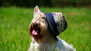 Scottish Terrier Nutrition for Senior Dogs