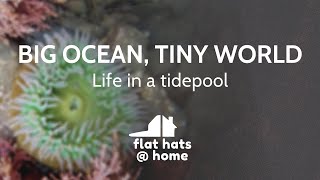 Big Ocean, Small World - Life in a tidepool