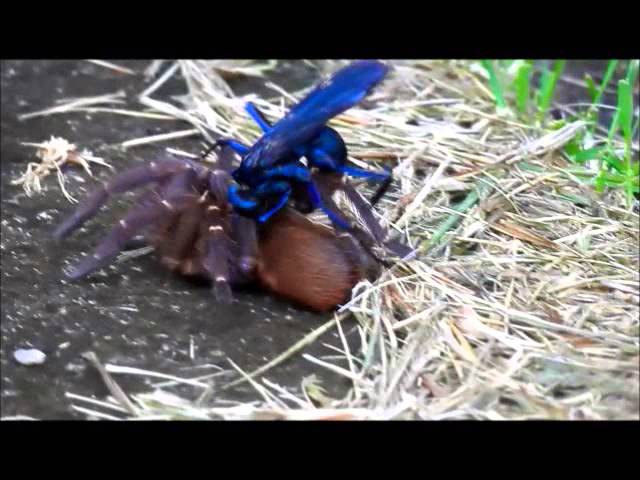 VÍDEO: Vespa 'cavalo-do-cão' trava duelo mortal contra aranha caranguejeira