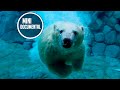 Oso polar (mini documental)