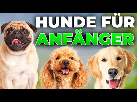 Video: Die wahre Hollywood-Geschichte hinter Terry, die talentierte Hunde-Schauspielerin, die Toto spielte