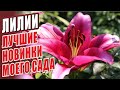 ЛИЛИИ. ЛУЧШИЕ НОВИНКИ МОЕГО САДА. СОРТА ЛИЛИЙ.