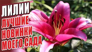 ЛИЛИИ. ЛУЧШИЕ НОВИНКИ МОЕГО САДА. СОРТА ЛИЛИЙ.