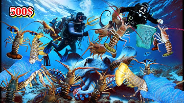 Lặn Biển Đảo BA BÌNH Trường Sa Việt Nam | Hốt Lớn Tôm Hùm - Cá Đuối Khổng Lồ