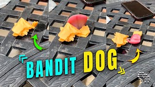 Bandit Dog Licking the Cheese from underneath the Table