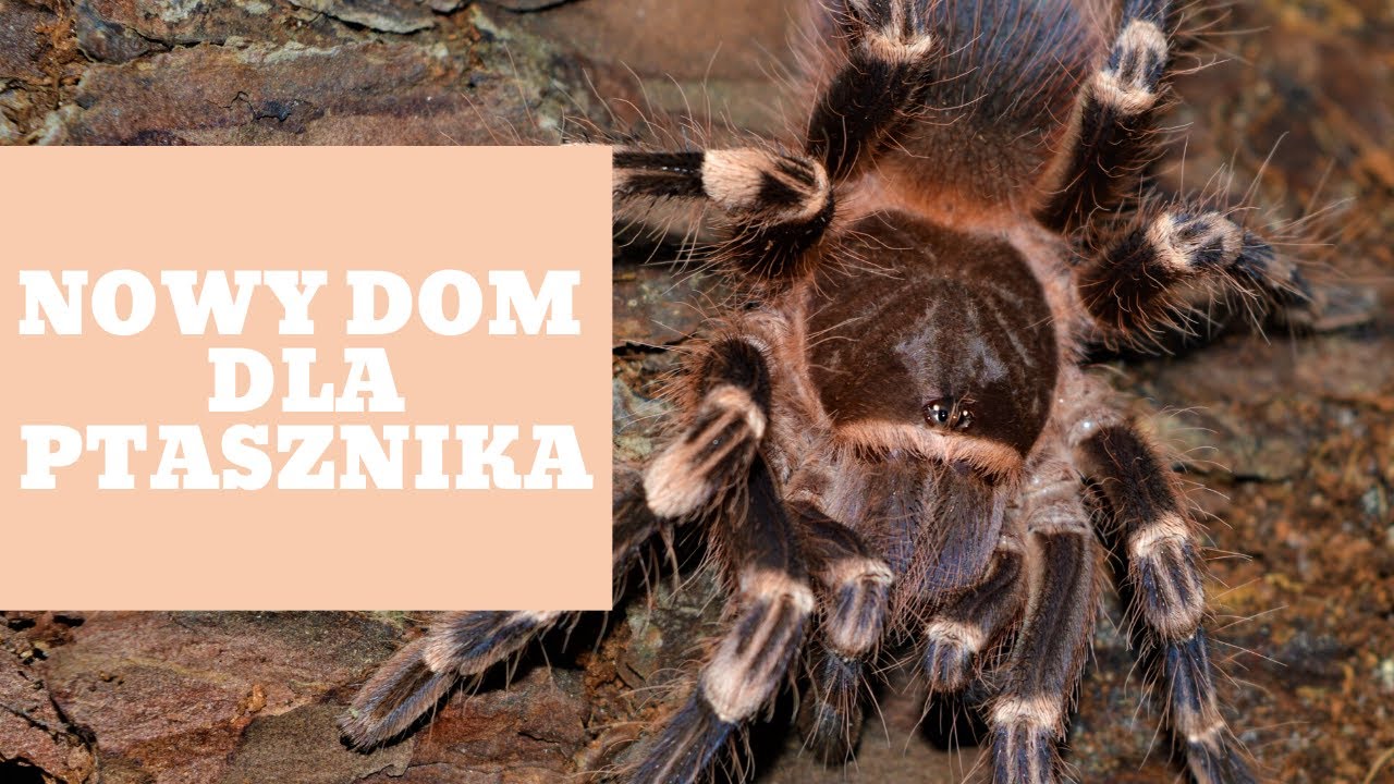 JEDNE Z NAJWIĘKSZYCH PTASZNIKÓW,  czyli Acanthoscurria geniculata - info gatunkowe