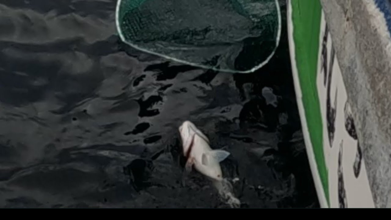 ボウズ無し、相模湾・茅ヶ崎沖コマセマダイ釣り