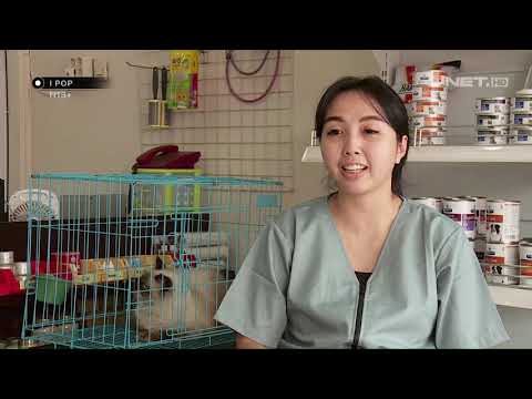 Video: Apa Yang Dimaksud Dengan Sterilisasi Kucing?