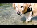 MEDION LIFE X47032 FULL HD Camcorder TESTVIDEO Hund spielt im Wasser