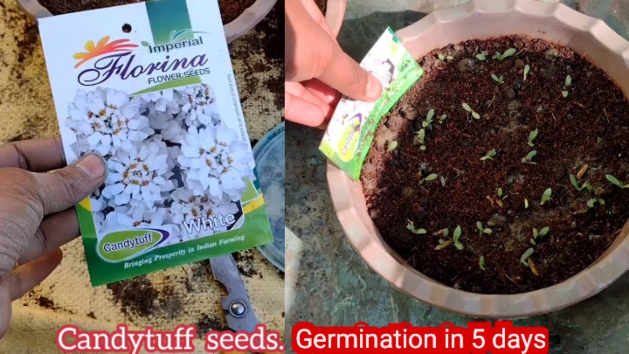 How to grow Candytuft from Seeds in pots at home (full update) YouTube